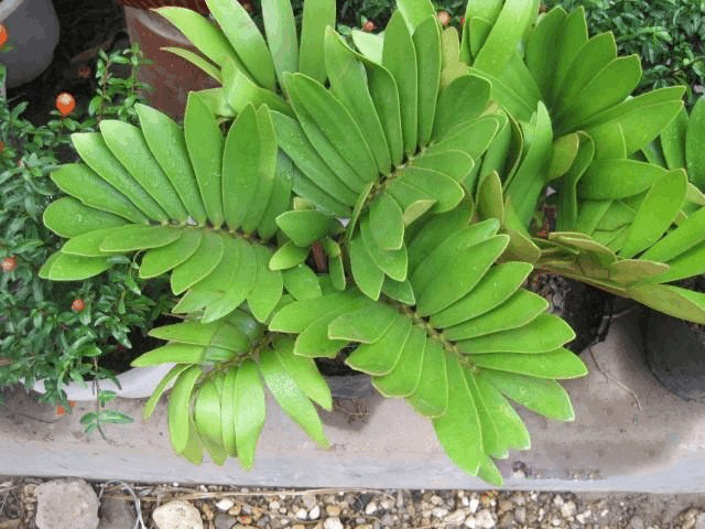 鳞秕泽米铁的寓意 鳞秕泽米铁有毒吗 怎么养