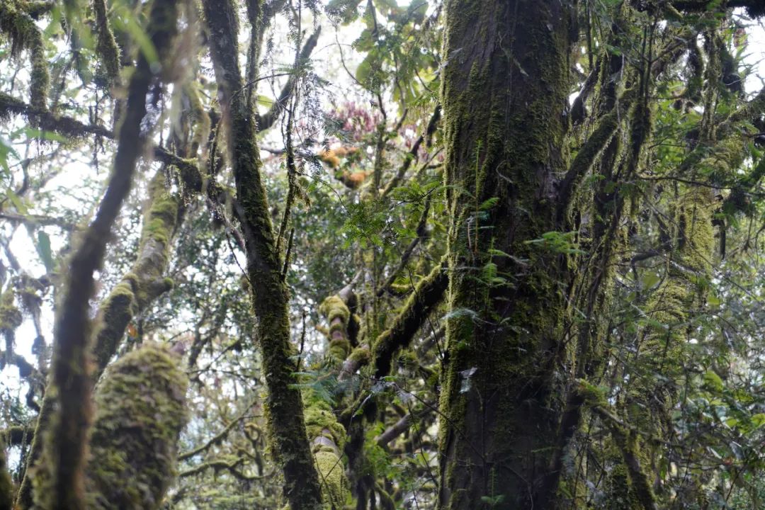 保山昌宁发现一株云南野生红豆杉
