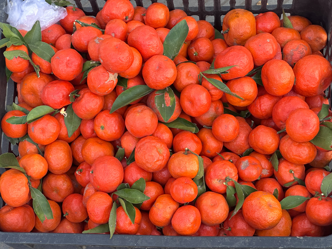 惠水金钱桔:漫山红遍 层林尽染