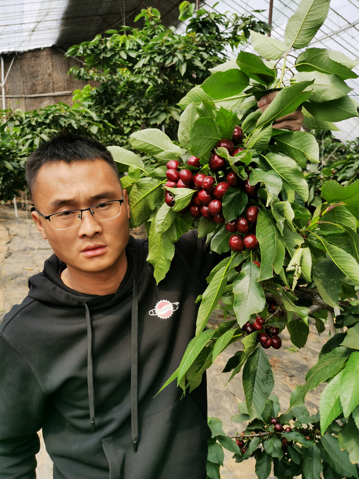 栽植弗里斯科樱桃树苗的注意事项 弗里斯科樱桃苗授粉树的搭配