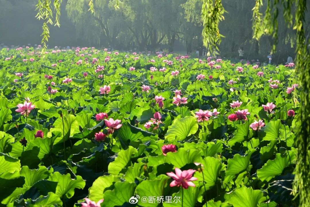 70eb8bealy1i345j7ls88j21e00xc1gx.jpg 图片