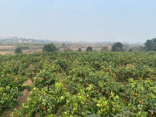 官垱镇:又是橙黄橘绿时 果农丰收笑开颜