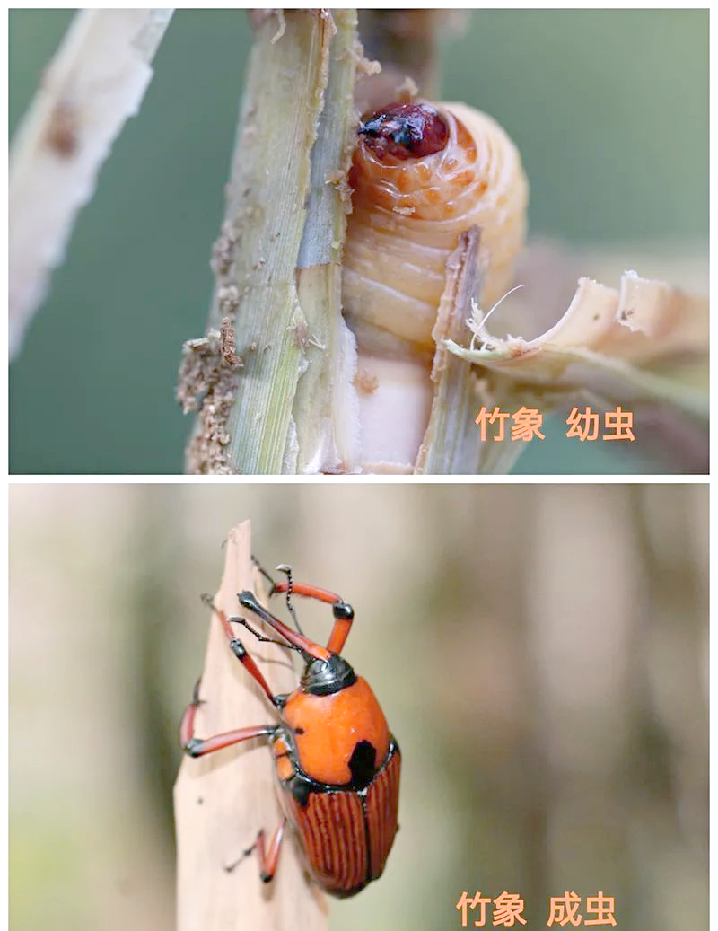 竹象:从害虫到美味佳肴的变废为宝之路