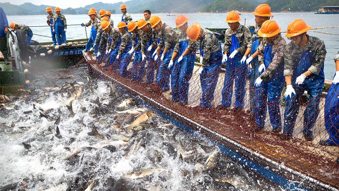 俏销千岛湖有机活鱼趁春节游向全国