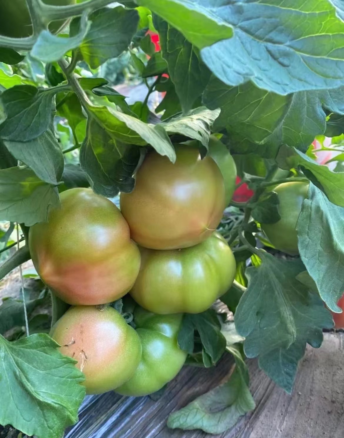 欢坨西红柿可以采摘啦 满口爆汁小时候的味道 天津五月好去处