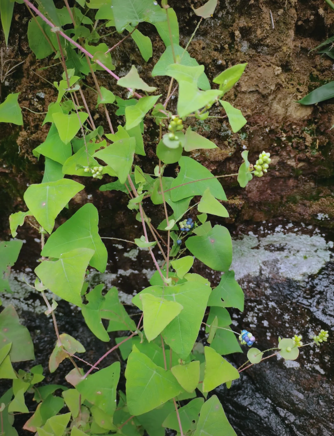 杠板归的传统应用与草药药方