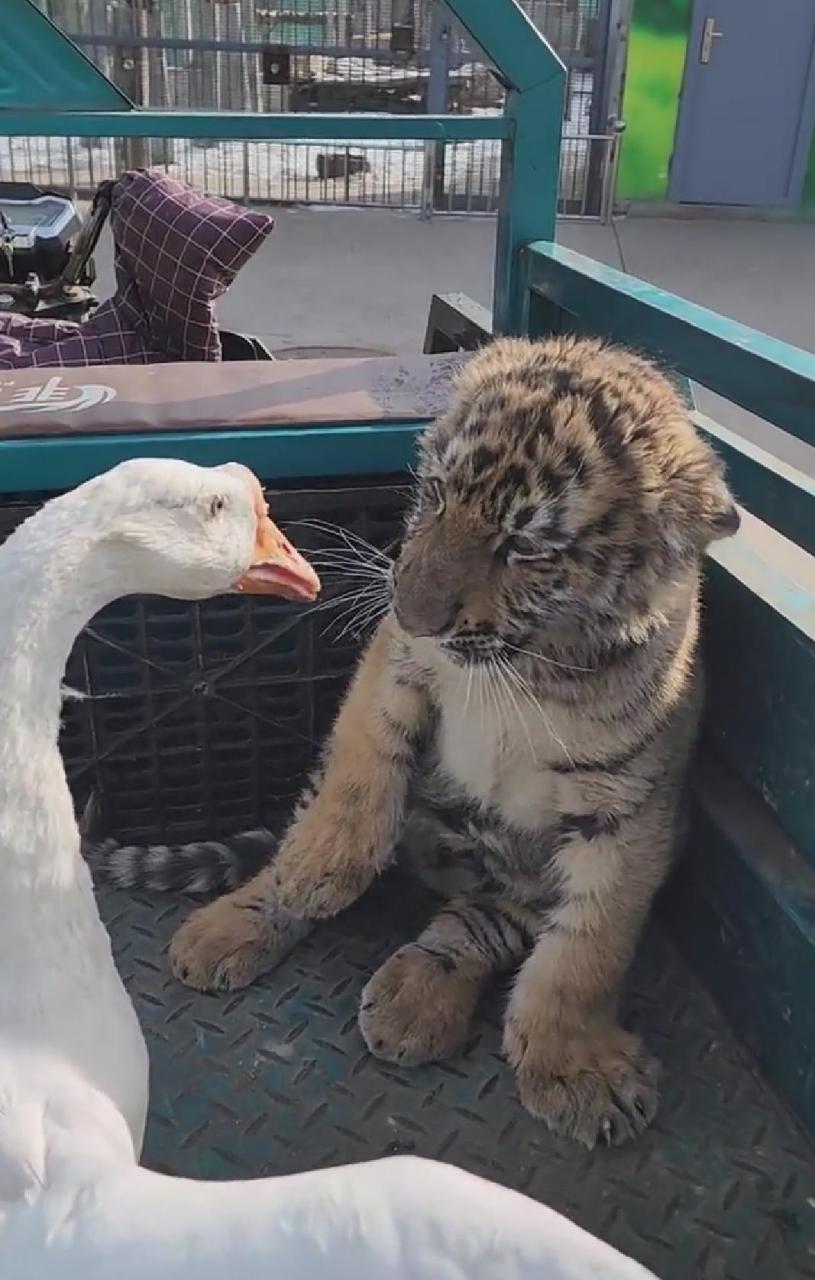 这大花猫也太怂了吧,小动物一般都怕鹅1717