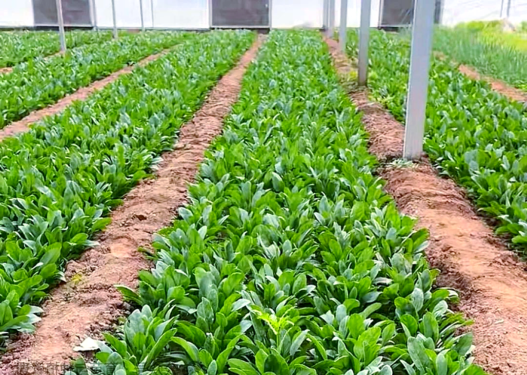 4片真叶时,可适当控水,以利于提高地温,帮助菠菜安全越冬