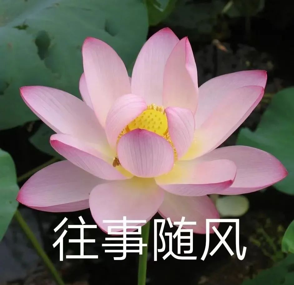荷花头像:展现纯洁与高尚的花朵形象