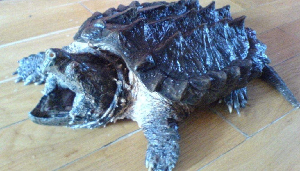 长尾巴的乌龟什么品种,鳄龟的简介