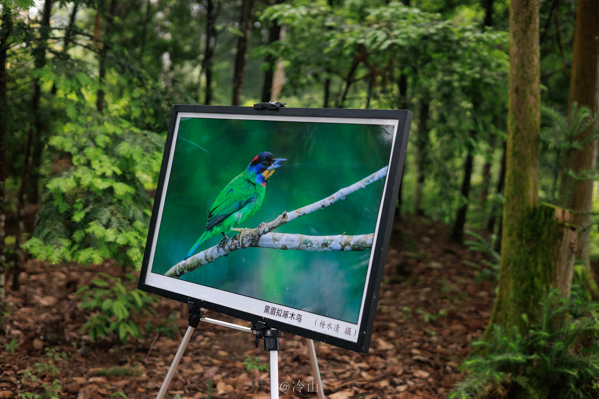 小鸟的天堂,自在明溪观鸟行