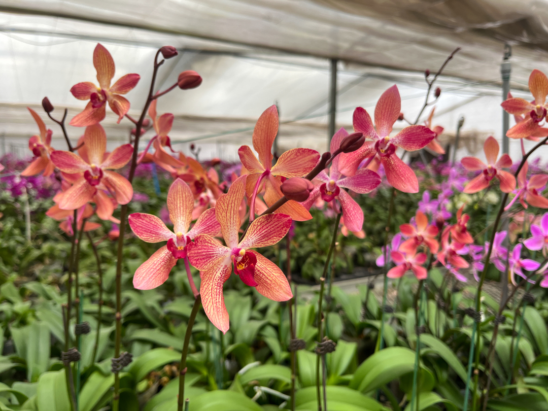 数十年耕耘成就200余种奇葩,新品种花卉助力乡村振兴