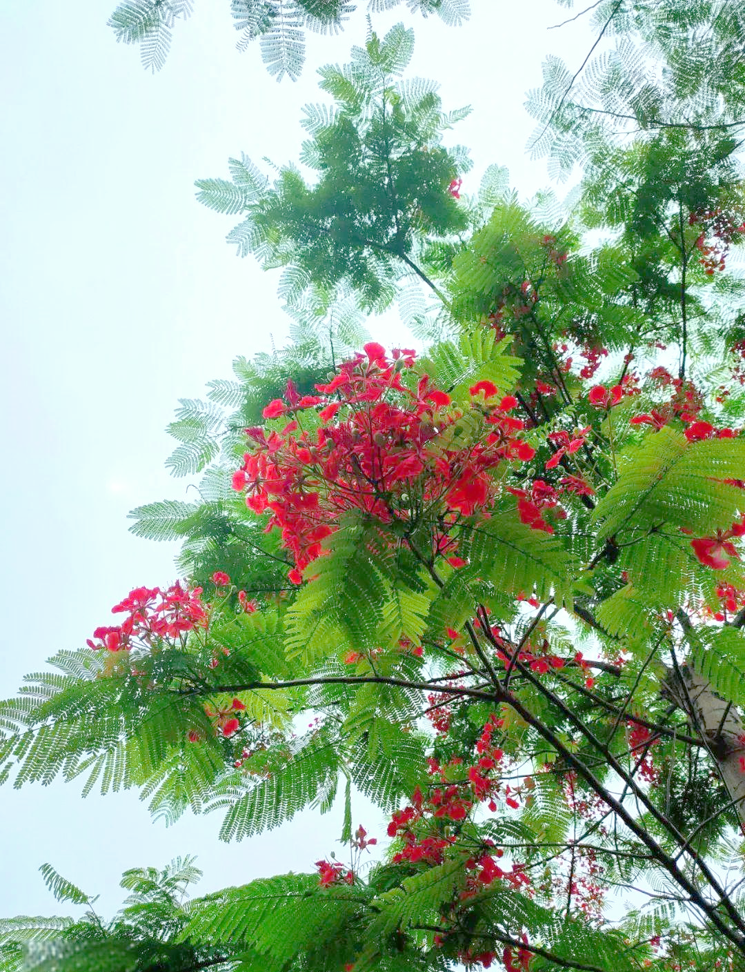 盈江凤凰花盛开,邀您共赏美景!