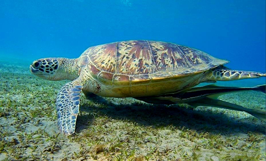 海龟:多样种类与特征的海栖龟类