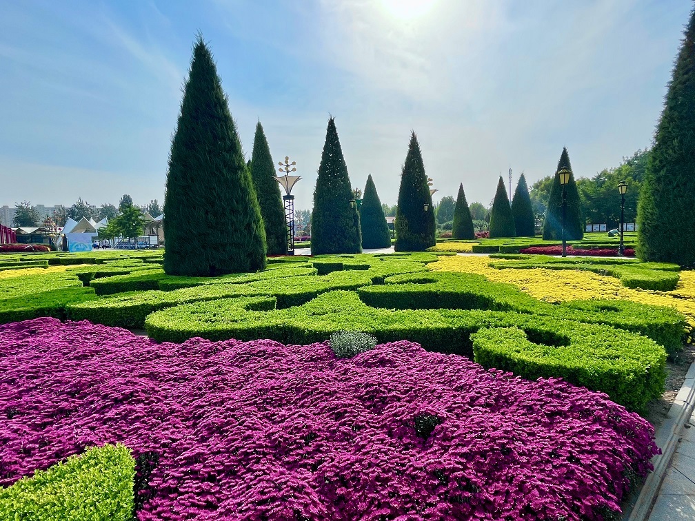移步丰台 触摸秋色|世界花卉大观园醉霞绯云菊展斗艳