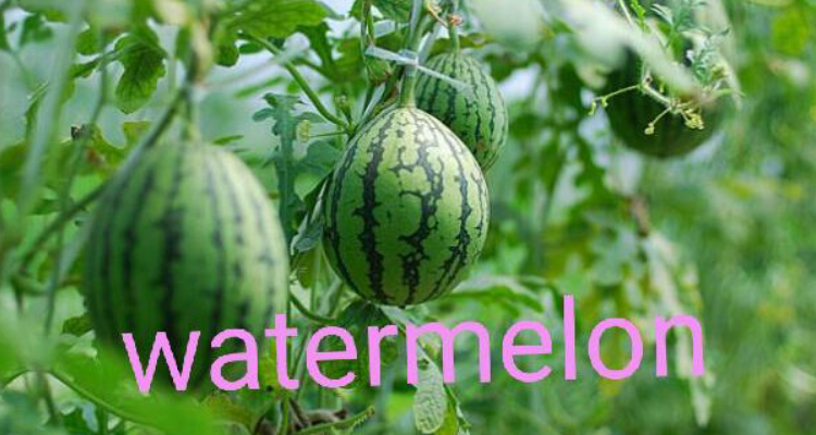 西瓜英文为什么是watermelon