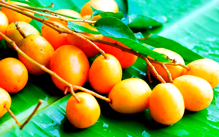 赞比亚的野生果实:从口香糖到酸梅的天然美味