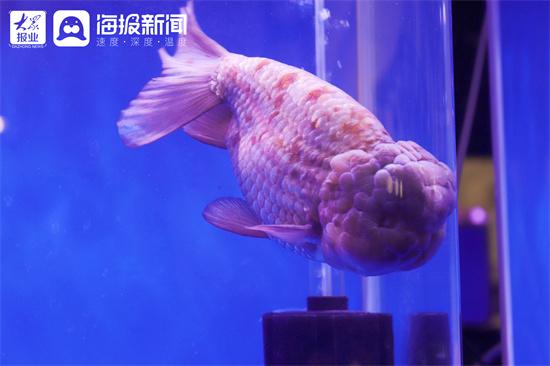 上千尾金鱼入住淄博珍珠 第五届中国(淄博)金鱼大赛"选美"即将开始