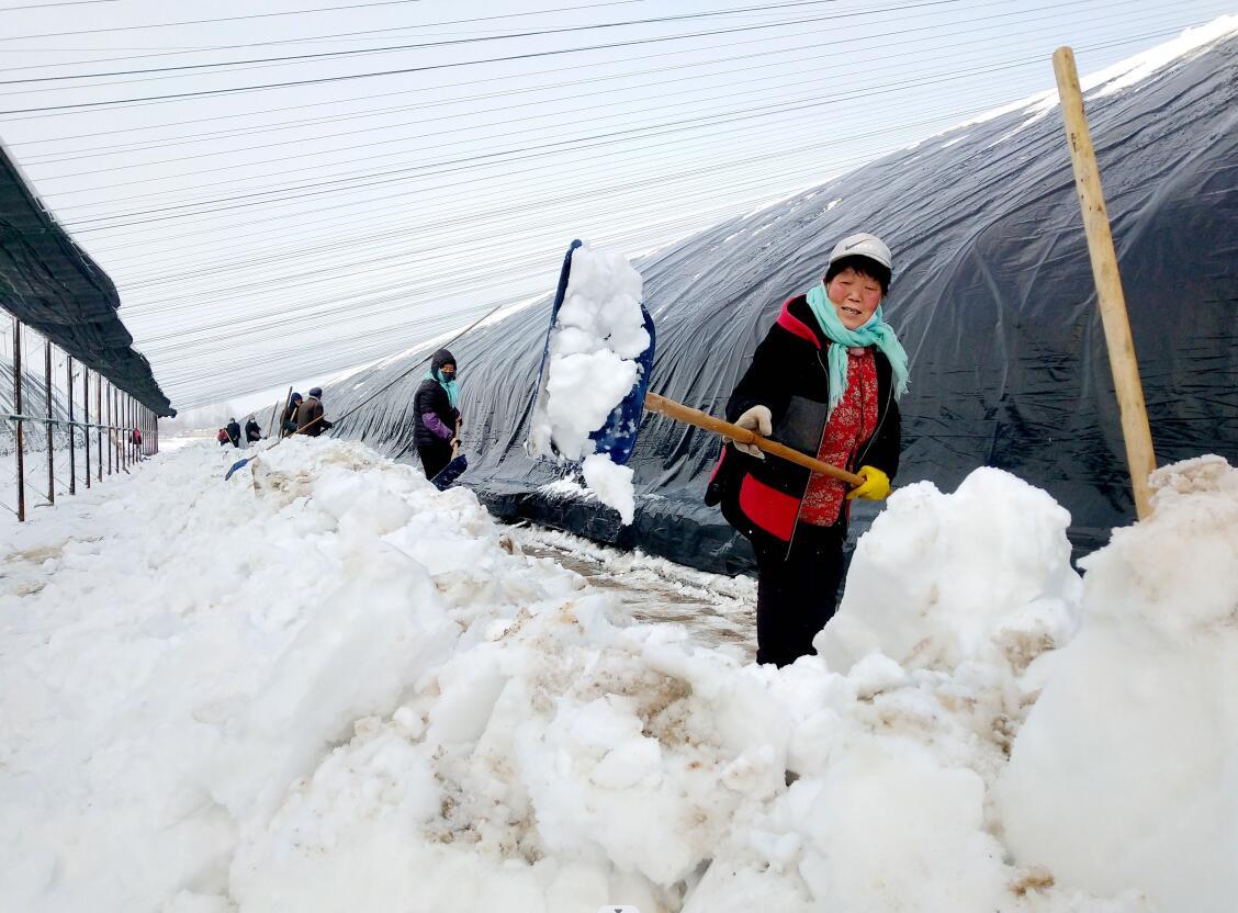 志愿者为蔬菜大棚铲雪除冰