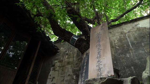 古树生生|仁心"仁树"