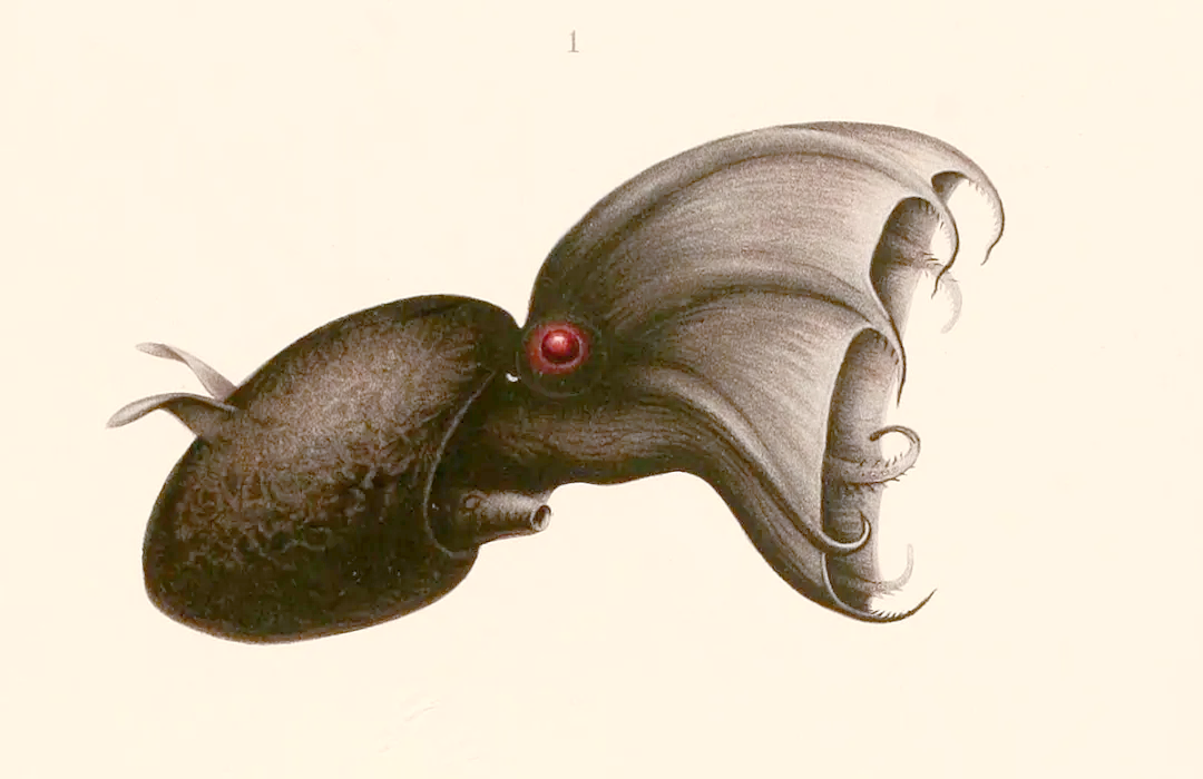 深海中的"大眼萌仔":幽灵蛸的多样性与生存智慧