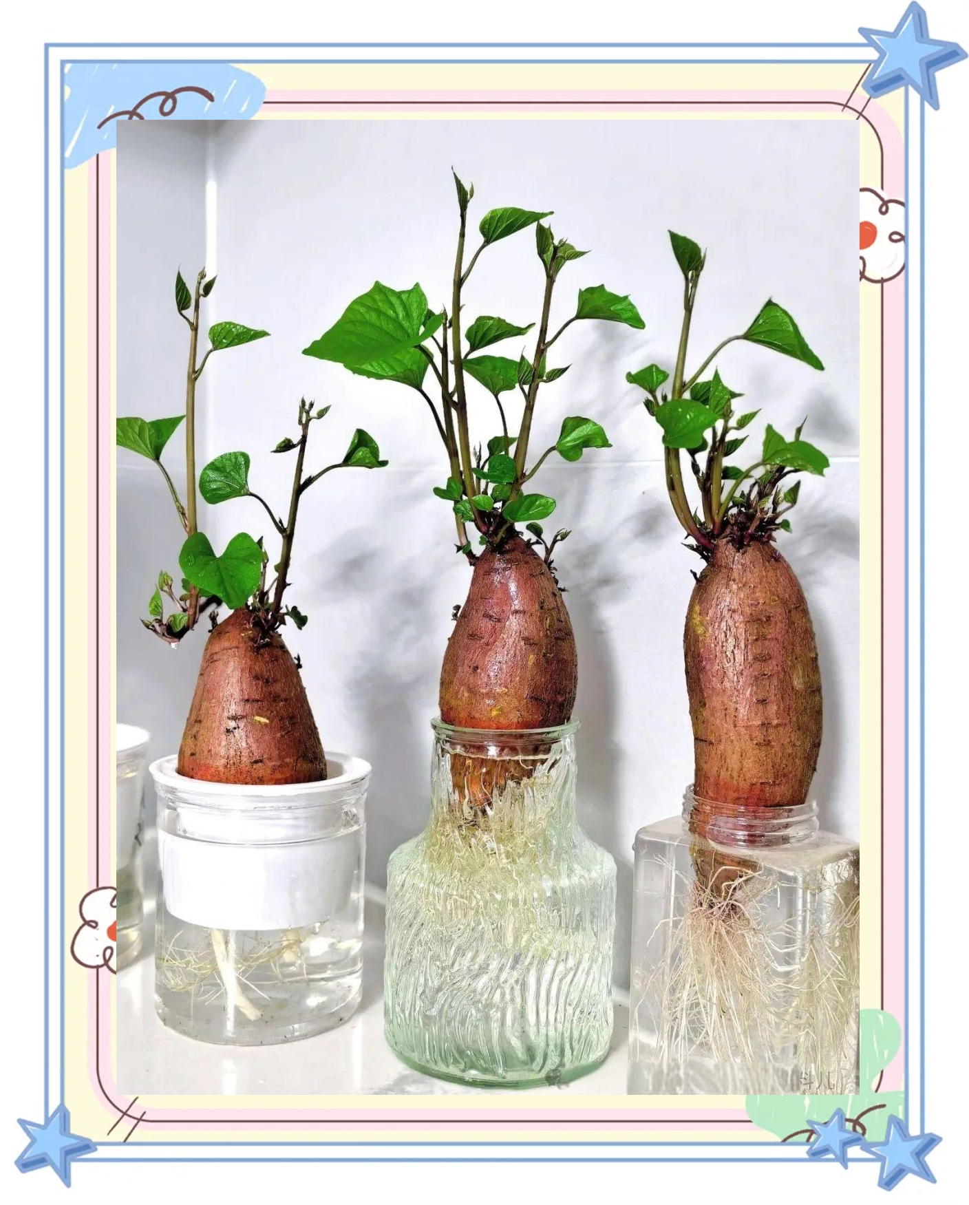 江苏姑娘水培红薯,打造惊艳盆景,网友纷纷表示惊艳!