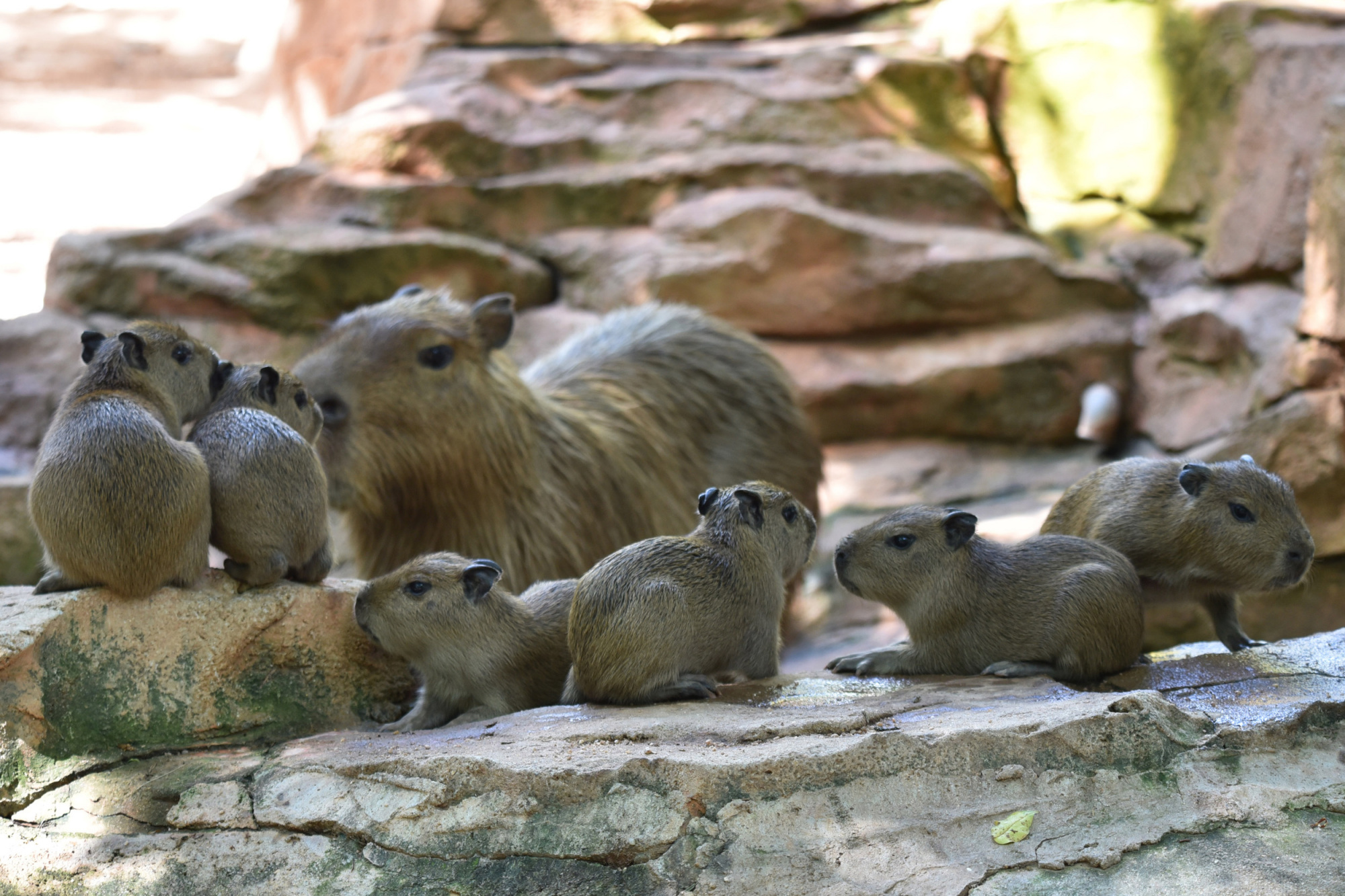 "最大老鼠"在深圳顺利产下六只萌宝