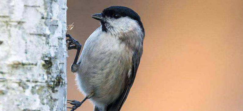 养红子雏鸟奥秘