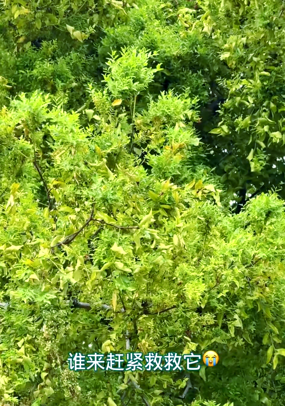 枣树疯长之谜:深入探讨枣疯病的防治措施