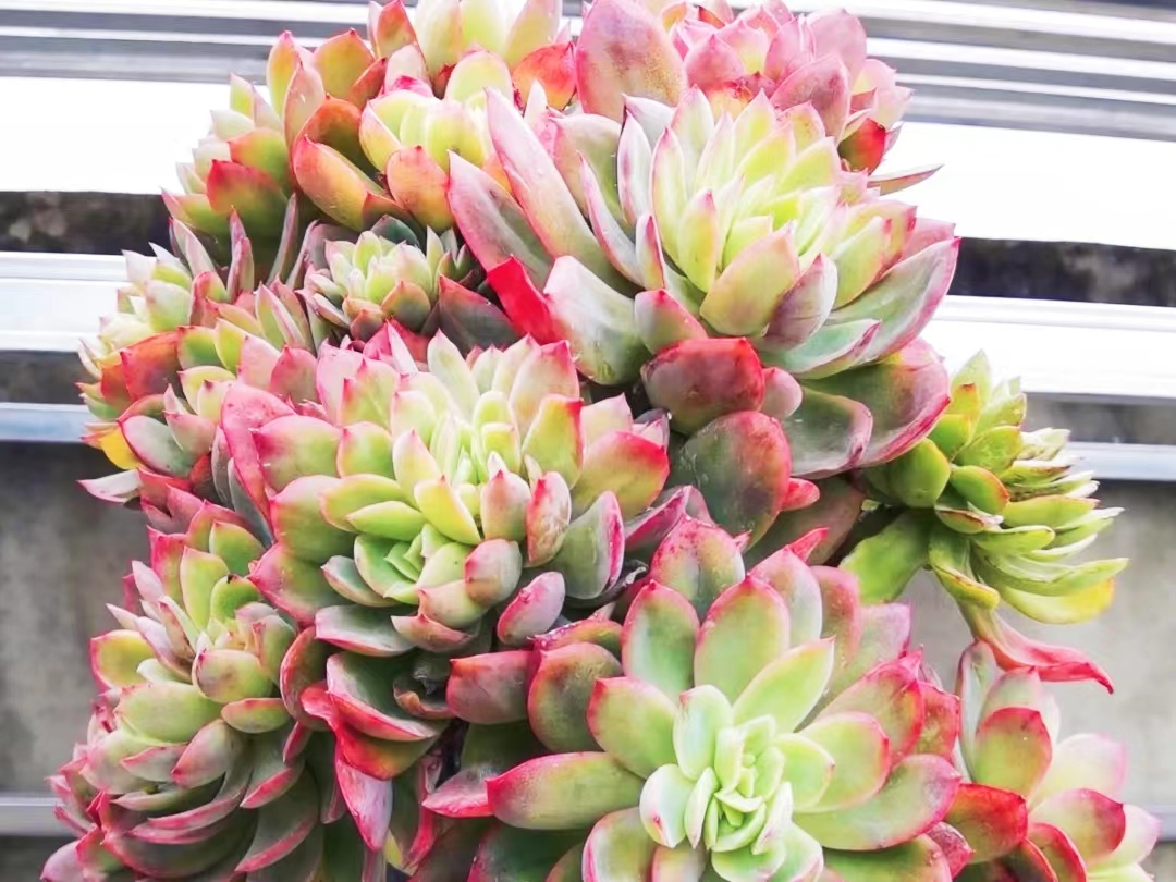 坐标江苏,今年最美的多肉就是"绮罗",养3年成大老桩