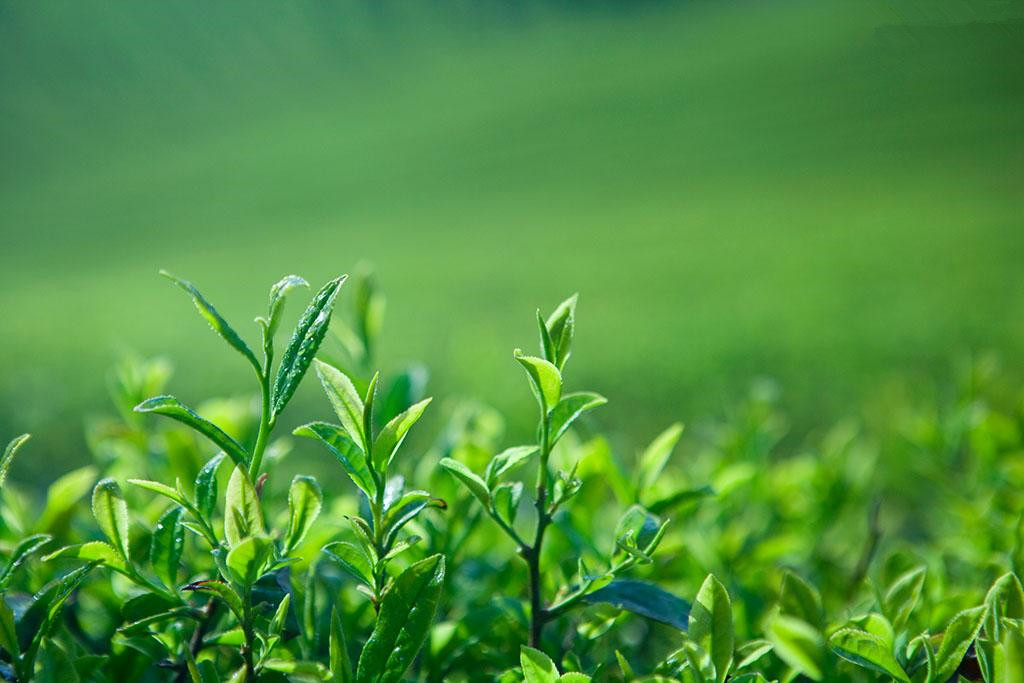 嵊州特产,这四种茶叶中,肯定有你喜欢的一种
