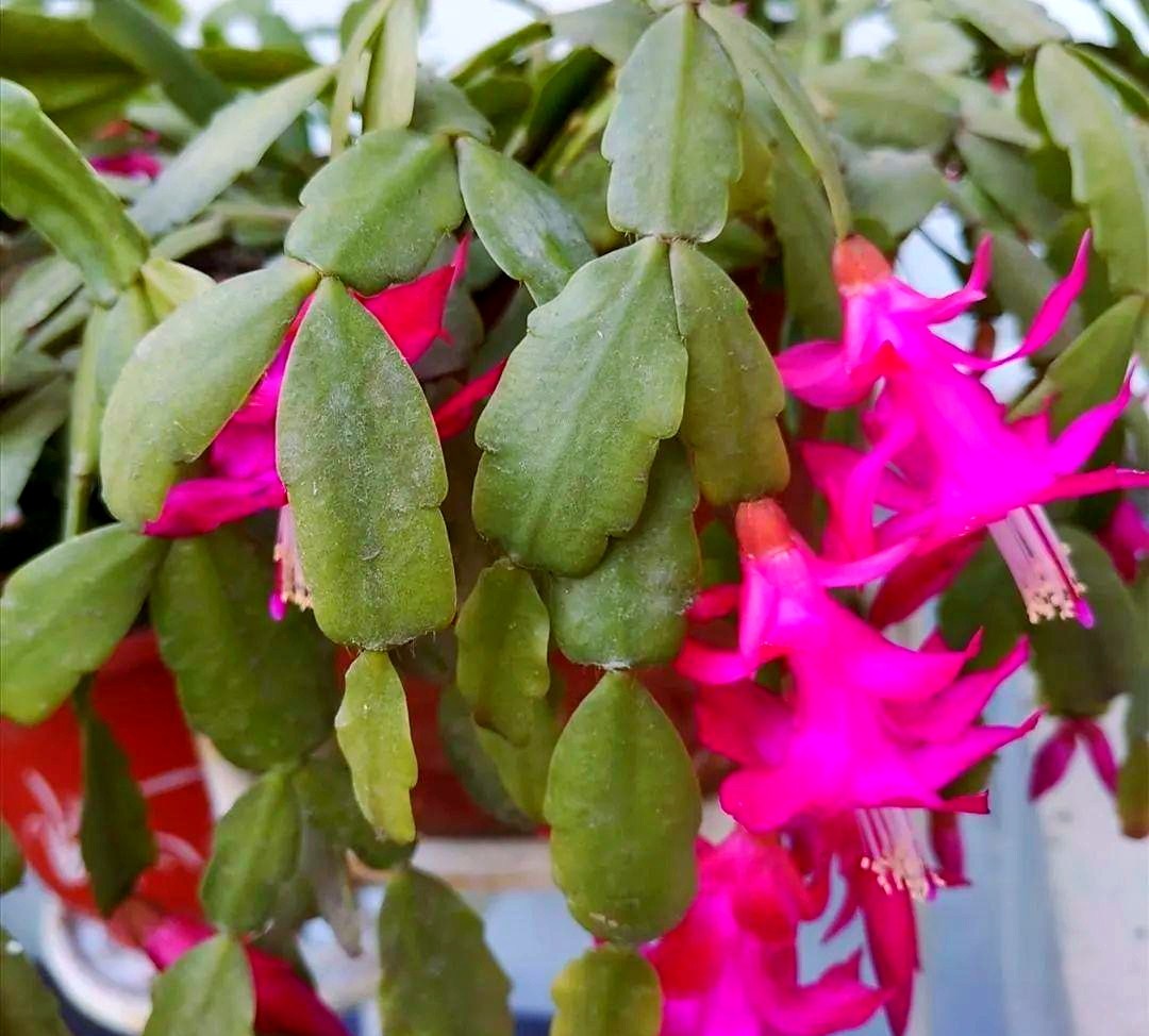 多种仙人掌科花卉,仙人指与蟹爪兰的区别及养护方法