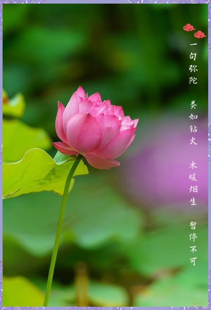 多款佛教莲花手机壁纸分享