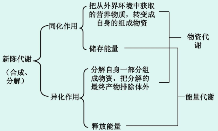 同化作用和异化作用