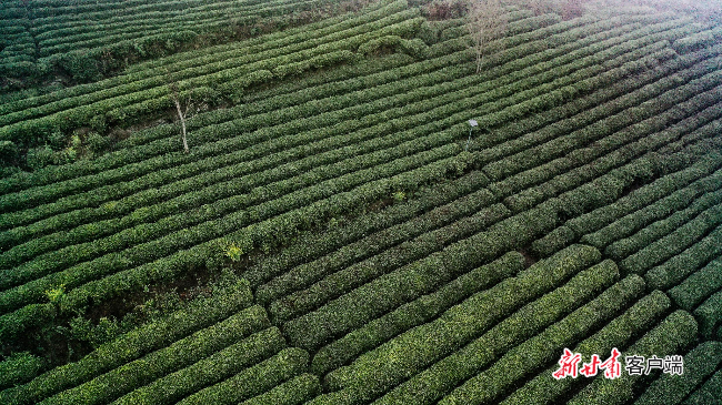 小江南"金叶"香—从李子坝看文县茶叶产业的振兴之路