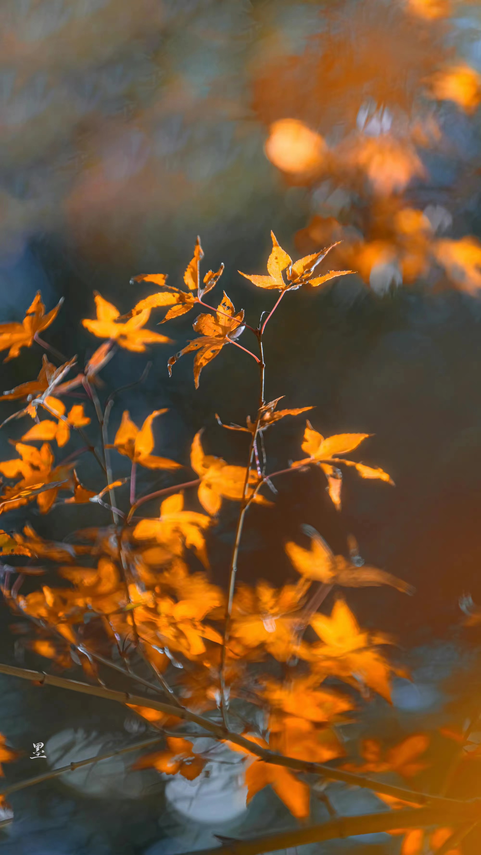 十月江南天气好,可怜冬景似春华.在三首古诗中,遇见唯美初冬