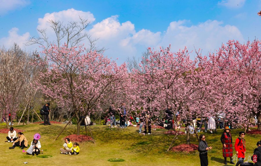 顾村公园里,有人提前为上海樱花节预热