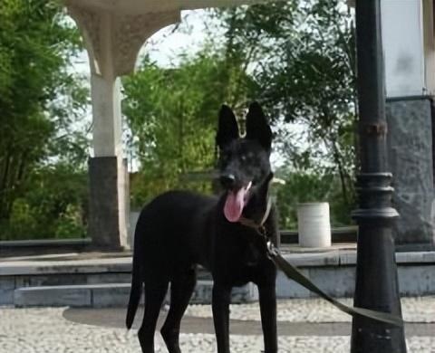马犬颜色这么多,为何黑马犬比其他颜色贵?答案在这里