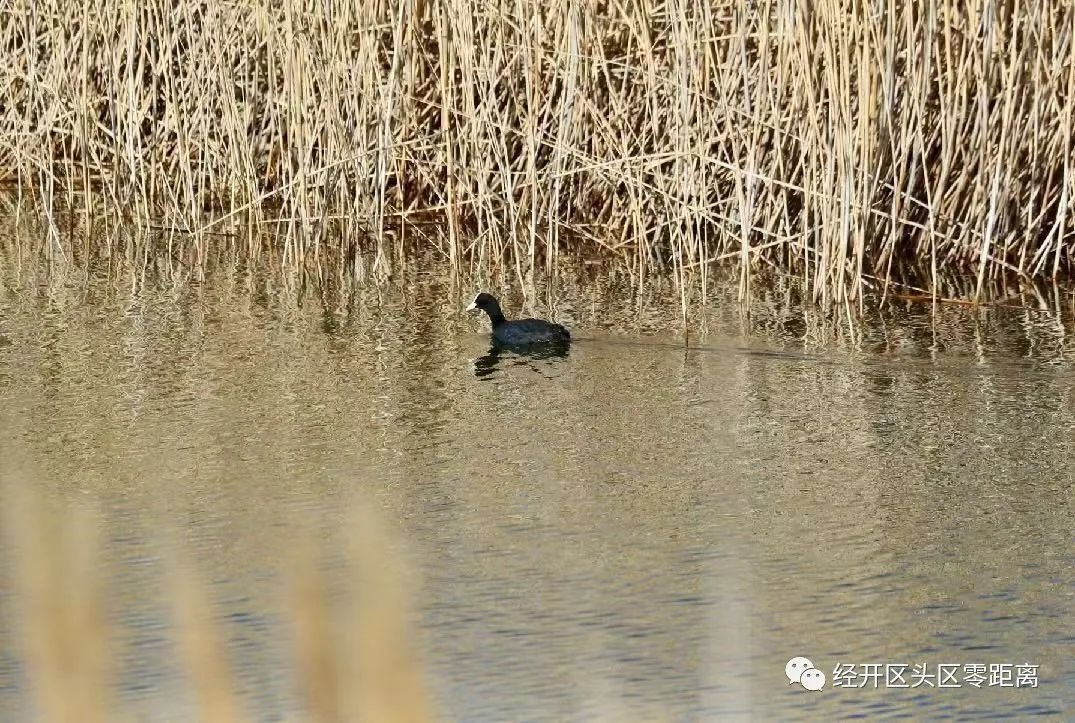 烏魯木齊經開區(頭屯河區):生態向好春意濃,白鳥湖裡有百鳥