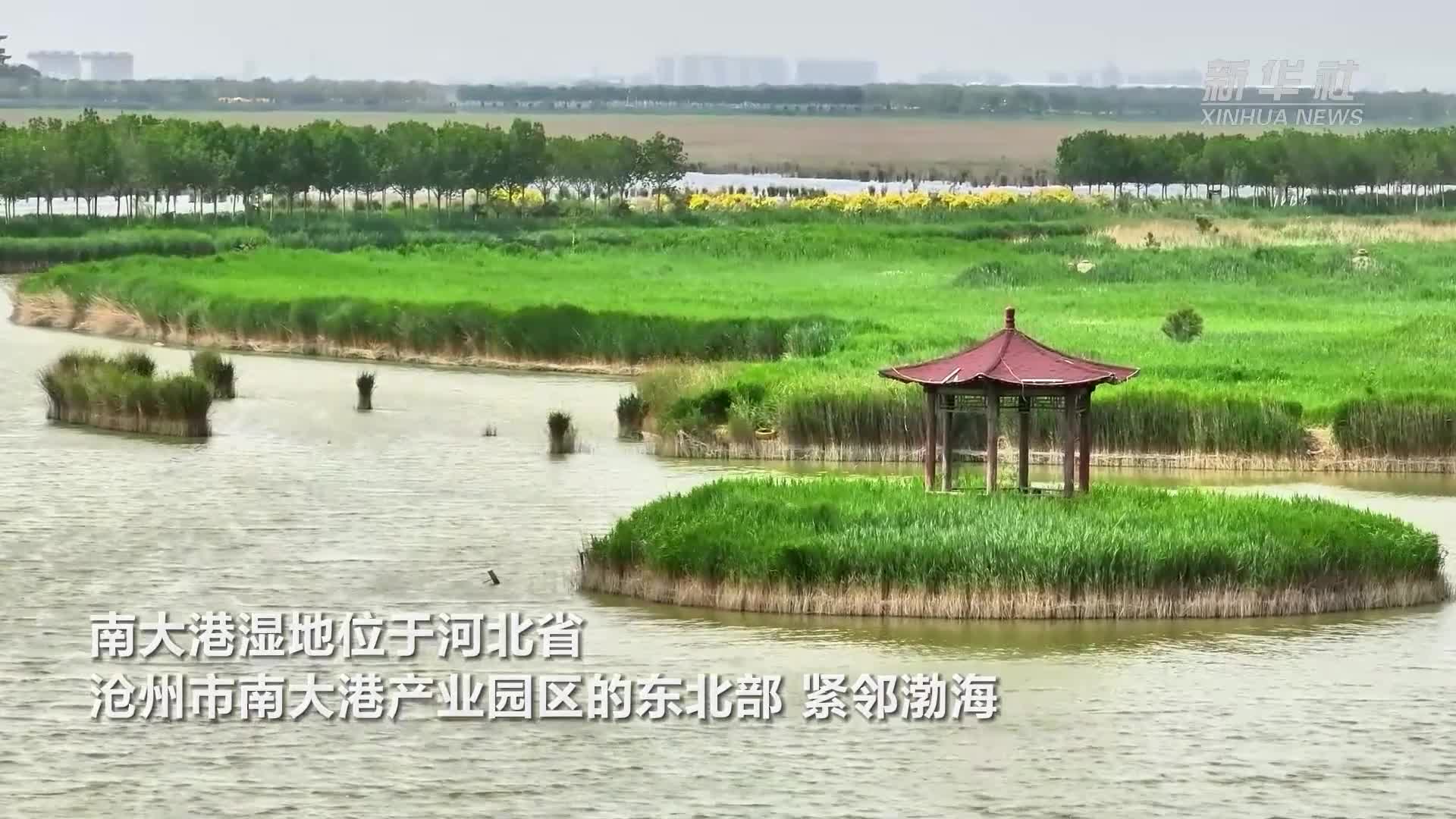 绿潮涌动 和谐共生——河北南大港湿地生态修复绽放生机