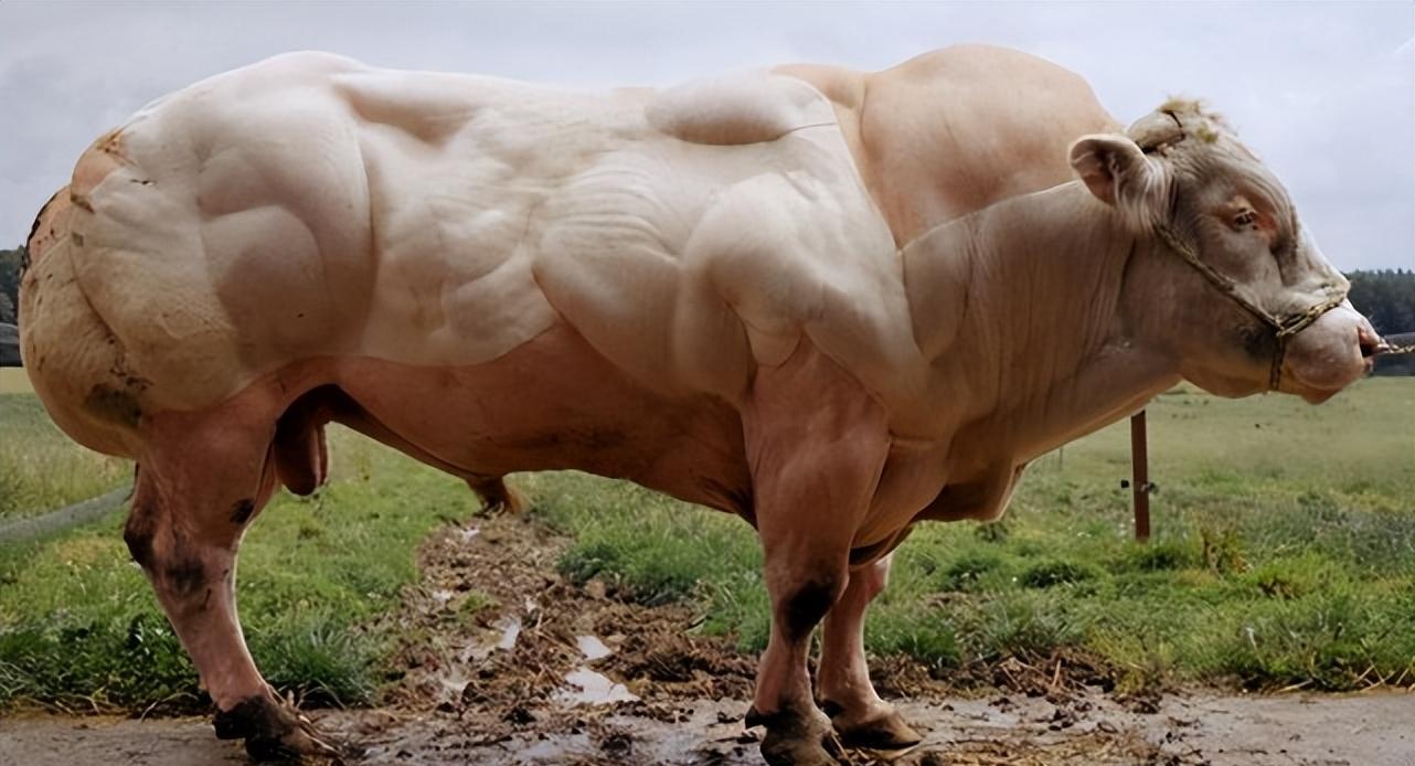 无毛鸡,双头狗,盘点6种可怕的人造动物,人类为何要创造它们?