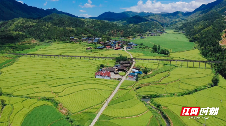 脱贫户蒋明良:杂交水稻制种带他走上了小康路