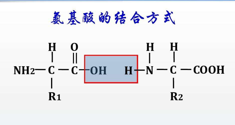 氨基酸等电点