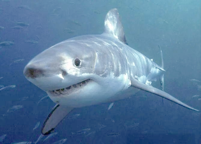 1.揭秘远古海洋中的十大恐怖鲨鱼