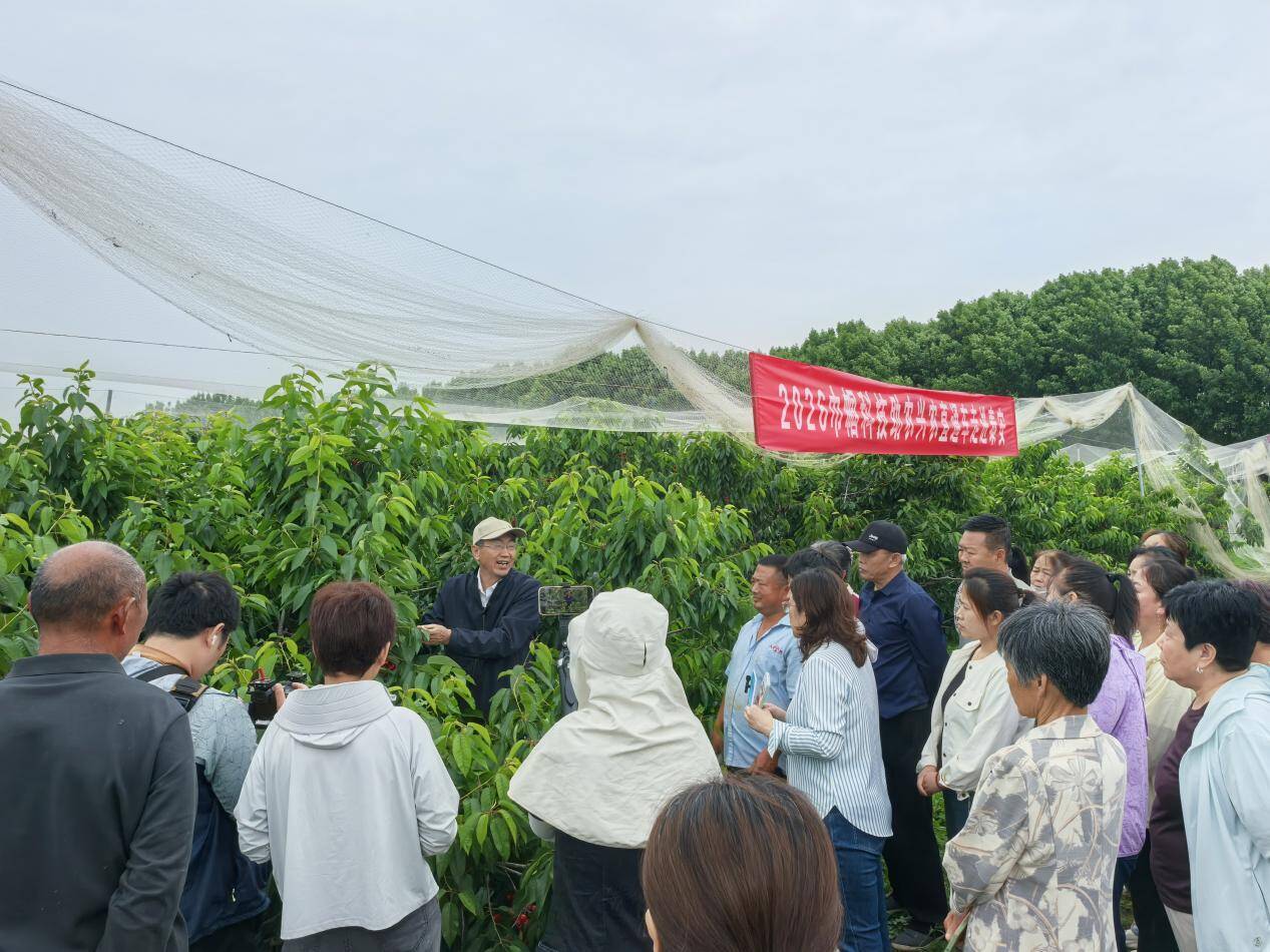 雨后救园！用科技守护“樱桃红”——2026巾帼科技助农兴农直通车走进泰安