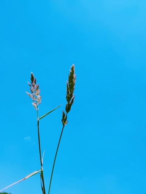 一朵喇叭粉红情,蓝天白云心狂野追逐梦想似蜻蜓,百折不挠飞天梦