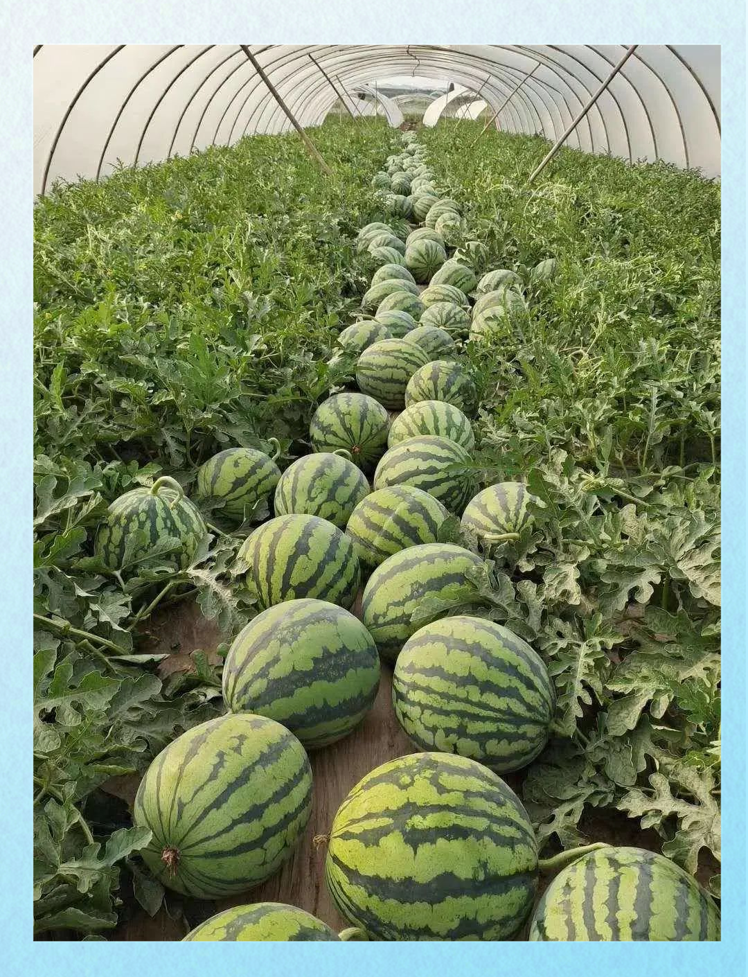 本文旨在为您推荐最正宗的美都西瓜品