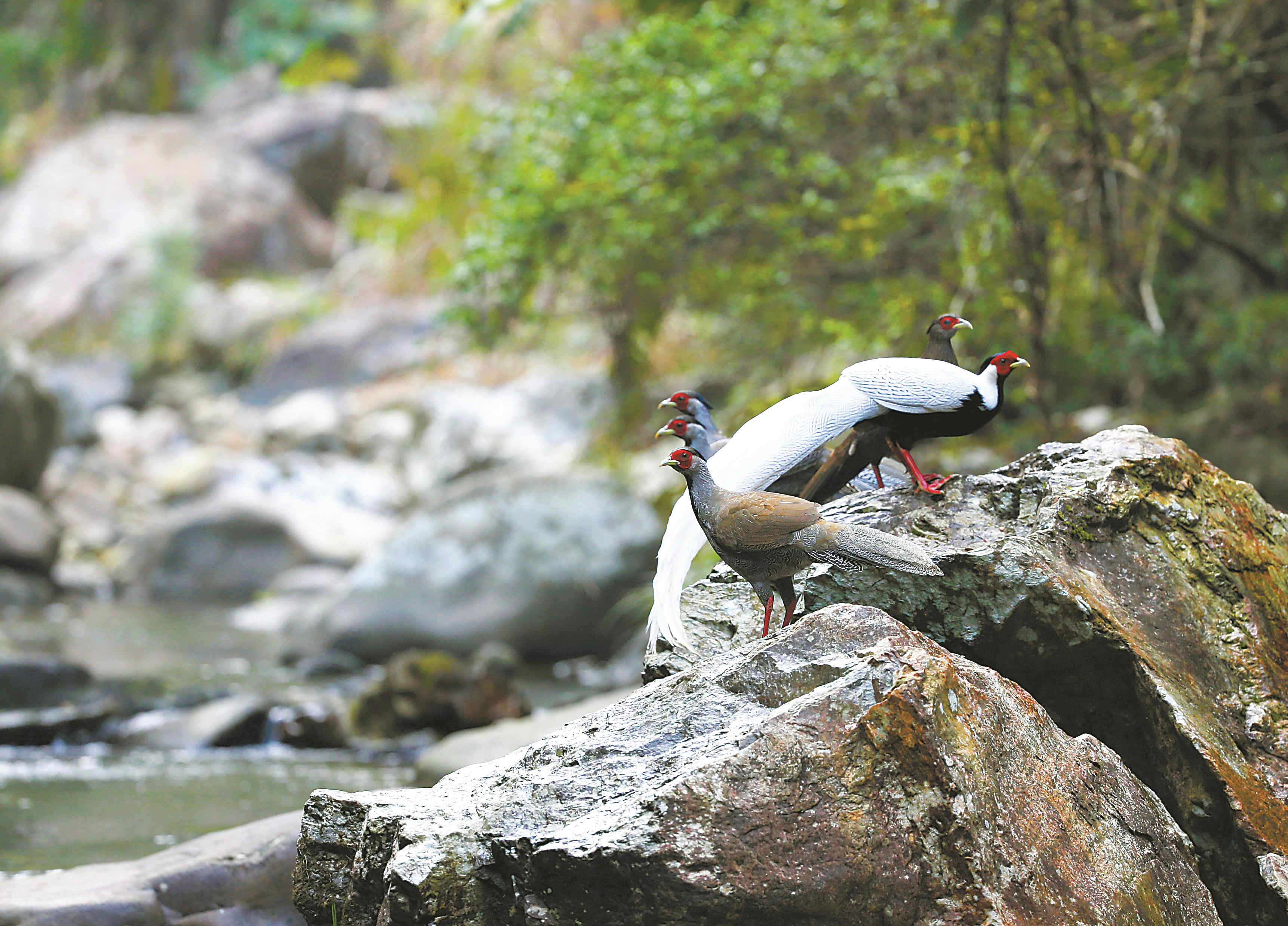 武夷山国家公园:鸟的天堂