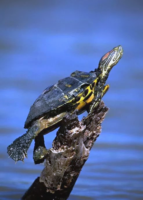 巴西红耳龟:一种被忽视的"生态杀手"宠物
