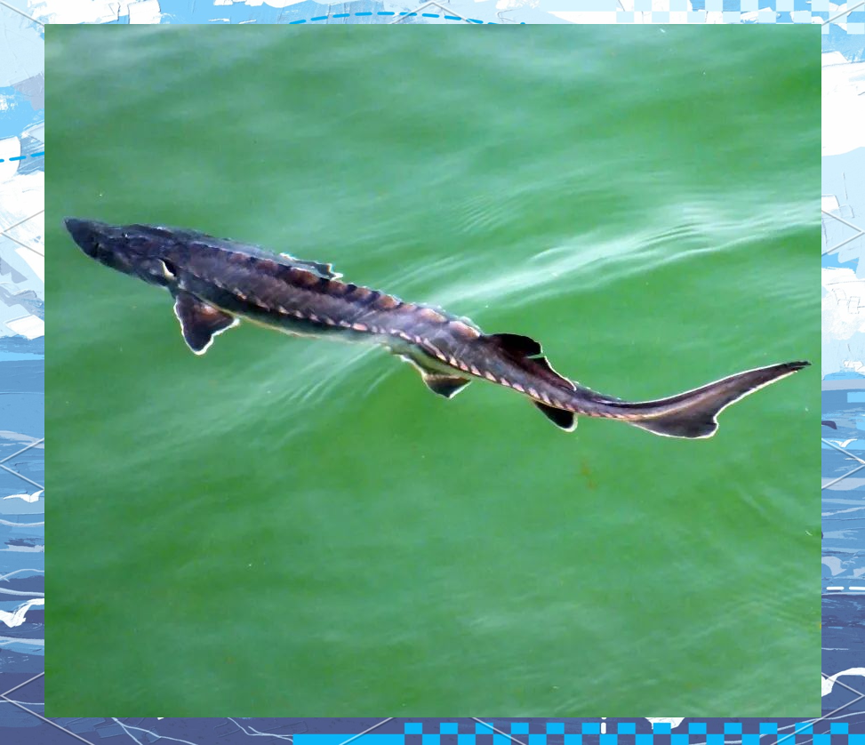 中华鲟:长江中的珍稀鱼种